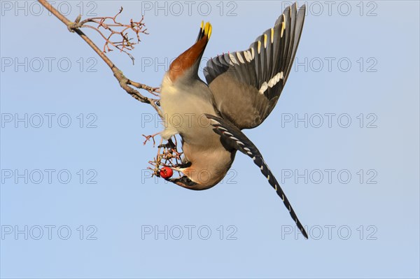 Bohemian bohemian waxwing