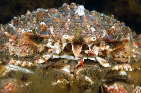 Spiny crab