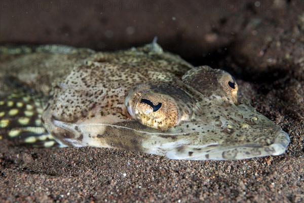 Welander's Flathead