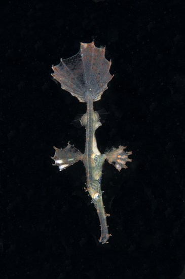 Ornate Ghostpipefish