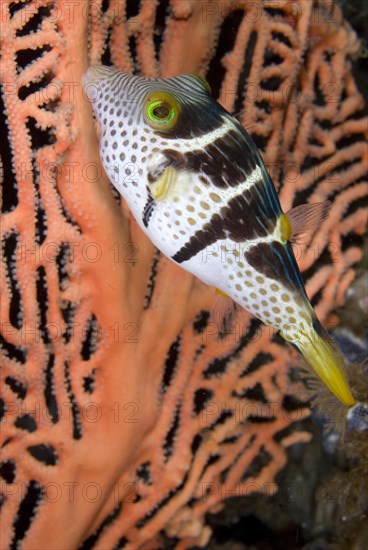 Saddleback Pufferfish