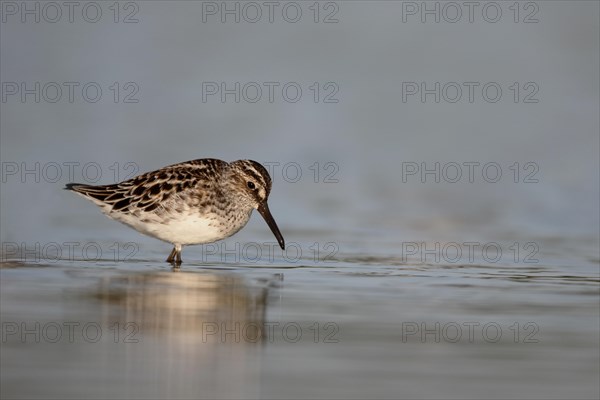 Broad-billed Sandpiper