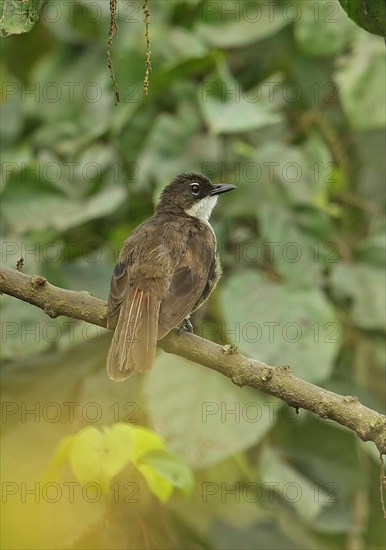 Green bulbul