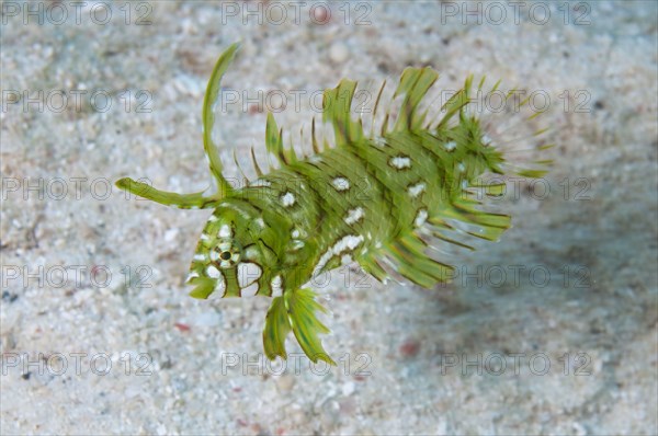 Tree wrasse