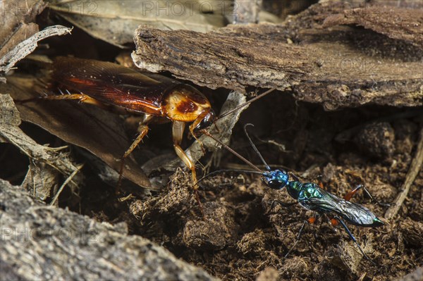 Emerald cockroach wasp