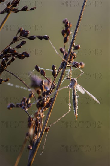 Cranefly