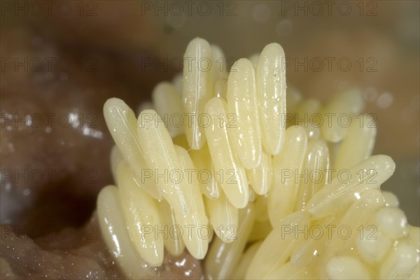 Fly eggs laid on rotting meat