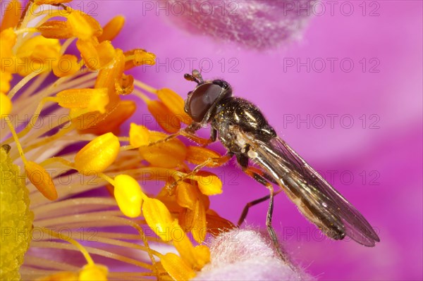 Black-headed hoverfly