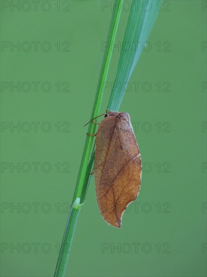 Brown Lacewing