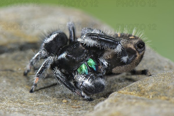 Regal Jumping Spider