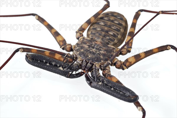 Tanzanian giant whip scorpion without tail