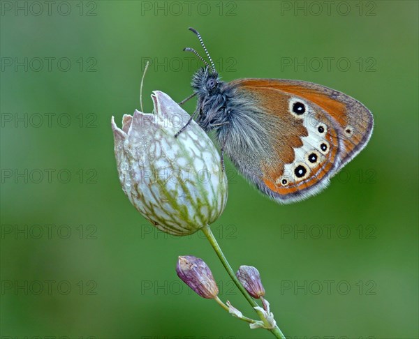 Heath butterfly