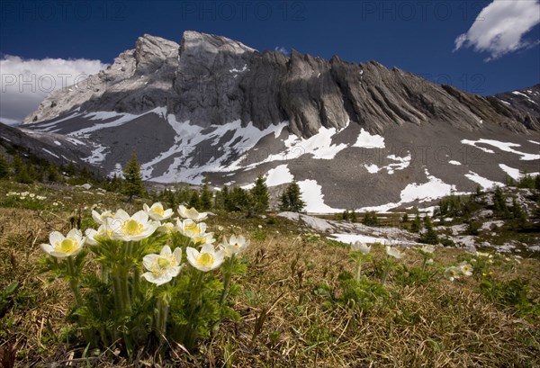 Flowering mountain pasqueflower