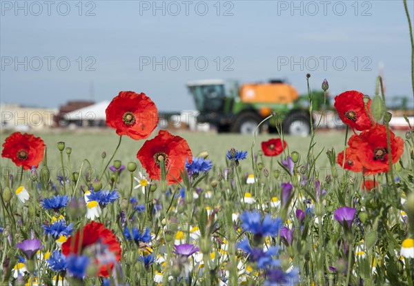 Corn Poppy