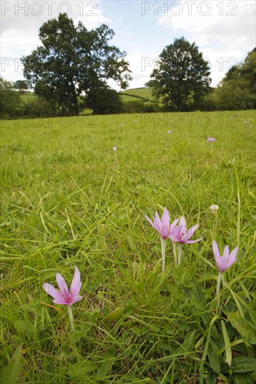 Autumn Crocus