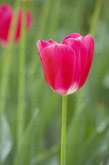 Tulip