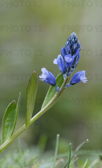 Chalk Milkwort