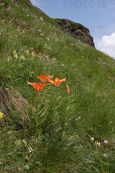 Orange fire lily