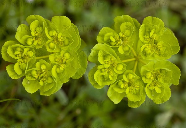 Sun spurge