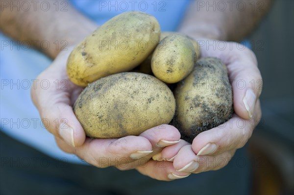 Potato