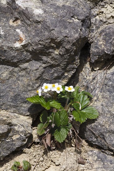 Flowering woodland strawberry