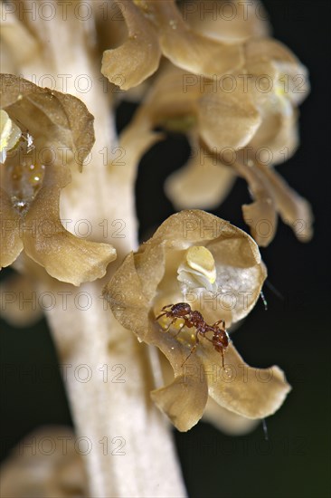 Bird's-nest orchid