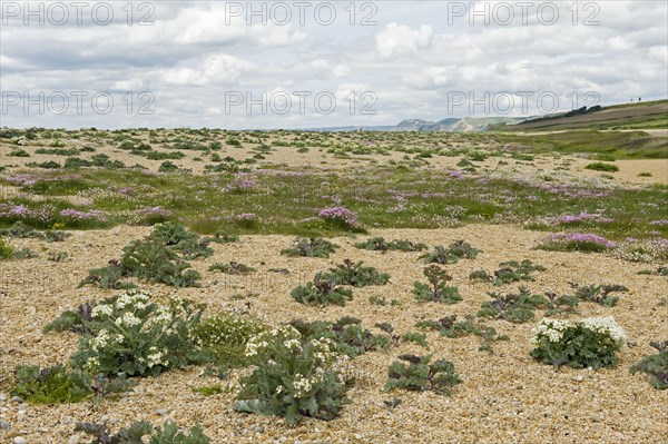 Sea kale