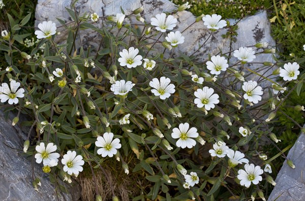 Mouse-eared Chickweed