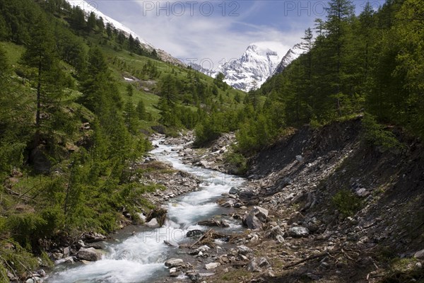 Alpine river in wooded valley environment