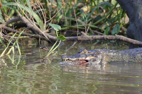 Yacare caiman