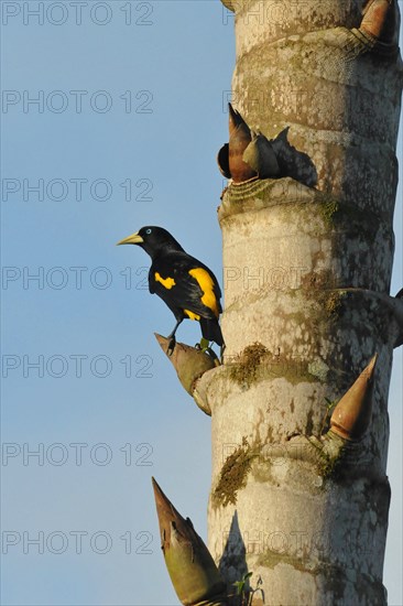 Yellow-backed Oropendola