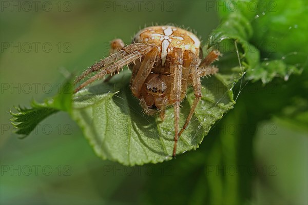 Four-spot orb weaver