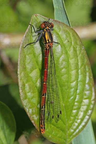 Large Red Damselfly