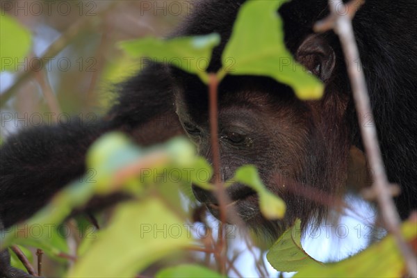 Mantled howler monkey