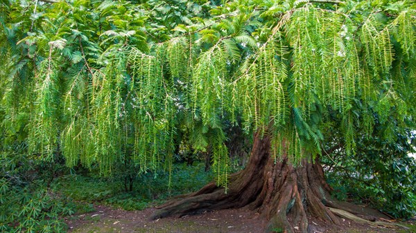 Dawn redwood