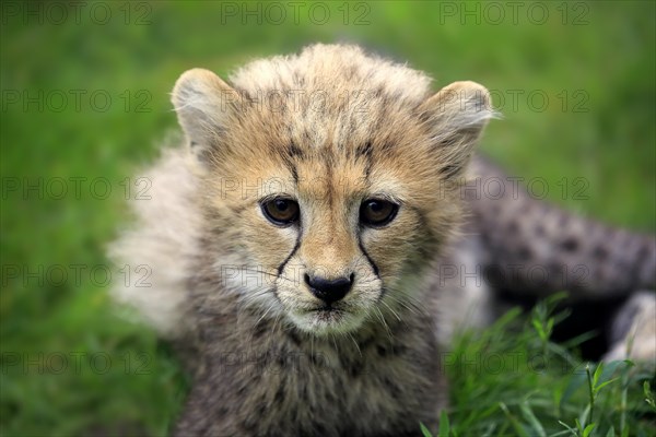 Sudan Cheetah