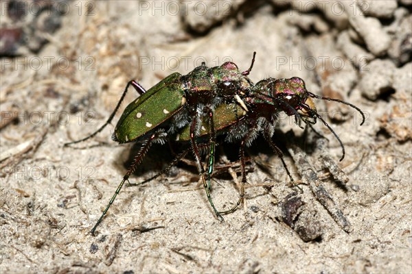 Field Sand Beetle