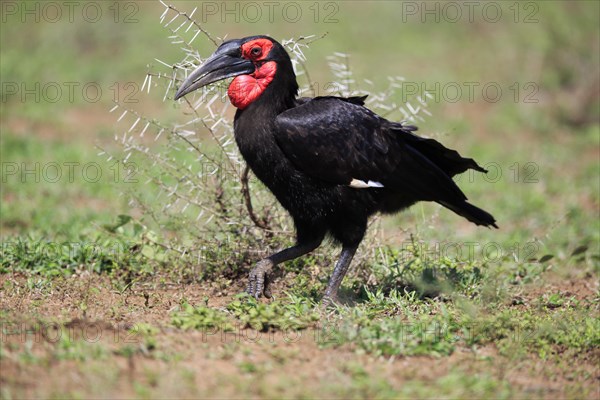 Southern ground hornbill