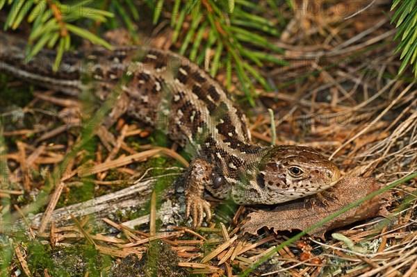 Sand lizard