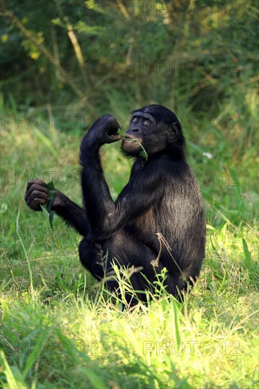 Bonobo