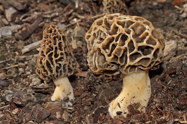 Edible morel