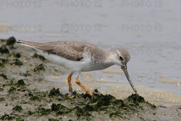 Terek sandpiper