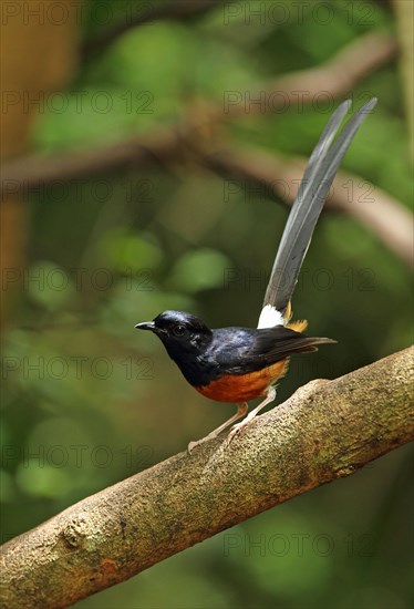 White-rumped Shama