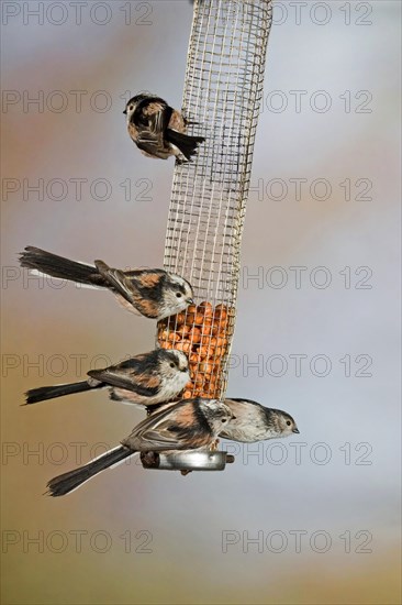 Long-tailed tit