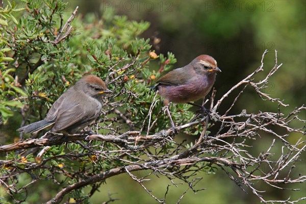 White-browed Tit Warbler