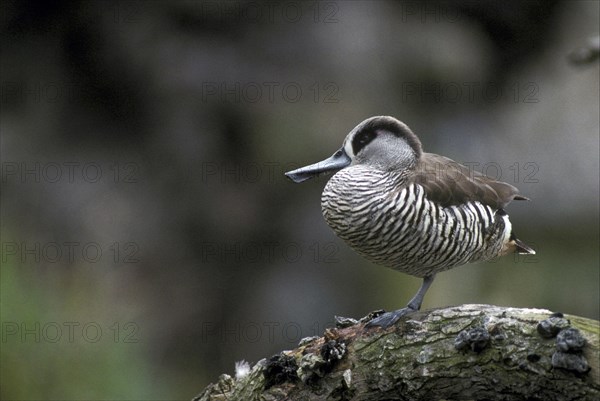 Pink-eared duck