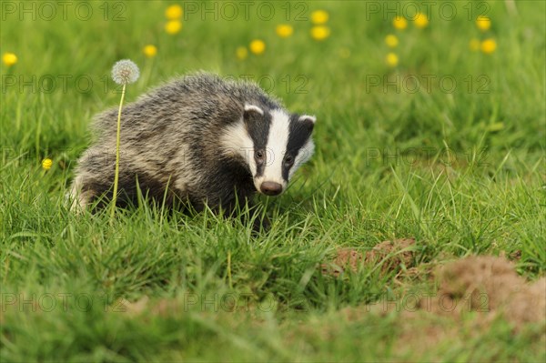 Eurasian Badger