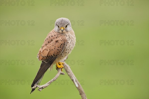 Common Kestrel