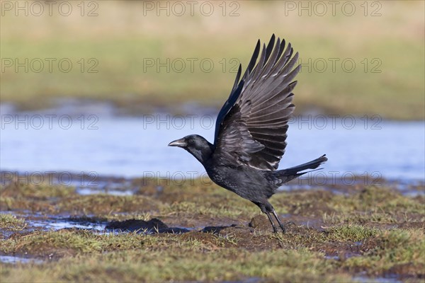 Carrion Crow