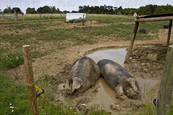 Two big black pigs in mud shoes